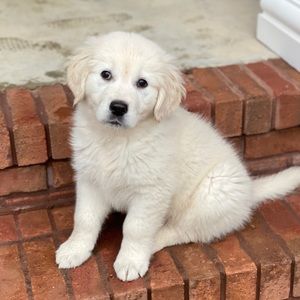 Meet your Posher, Leanna